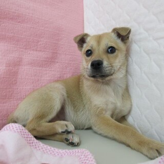 里親決定！保健所収容：仮名・センカ♀