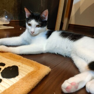 凛々しいお顔の♂こねこ