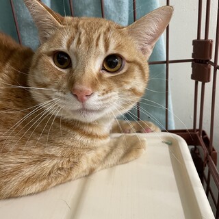 SOS‼️期限有り 可愛い茶トラパーシー君