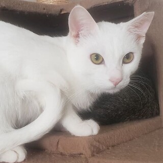 綺麗な顔立ちの白猫、雅（みやび）ちゃん！