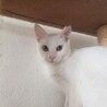 綺麗な顔立ちの白猫、雅（みやび）ちゃん！ サムネイル2