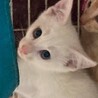 綺麗な顔立ちの白猫、雅（みやび）ちゃん！ サムネイル3