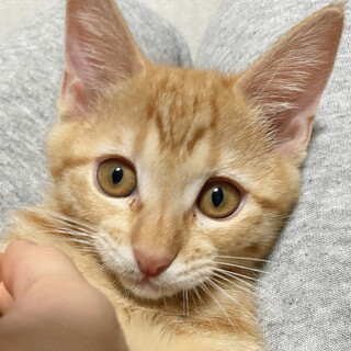 茶トラ三兄弟のお兄ちゃん☆いっくん・生後３ヶ月