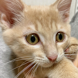 茶トラ三兄弟の末っ子☆みーこ・生後３ヶ月