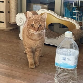 甘えん坊の茶トラ君です