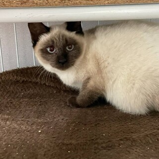 シャム風のフワフワ可愛い子