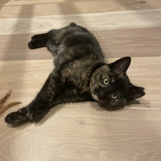 お口がキュート大福♡ちゃん