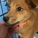 愛くるしいココちゃんの優しいお家を探しています