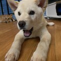 可愛いロロの優しいお家を探しています