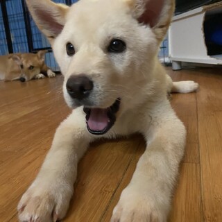 可愛いロロの優しいお家を探しています