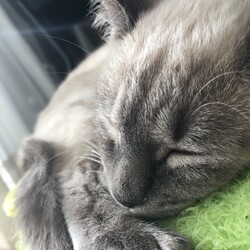 「明けましておめでとうございます」サムネイル2