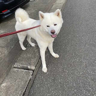 人が大好きな3歳の秋田犬の男の子