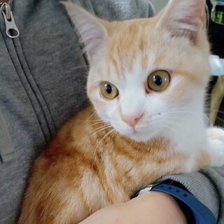 淡い毛色で人が大好き♡キャロンくん