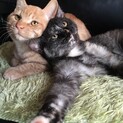 茶トラとサビ♀の可愛い兄弟（募集一時中断します）