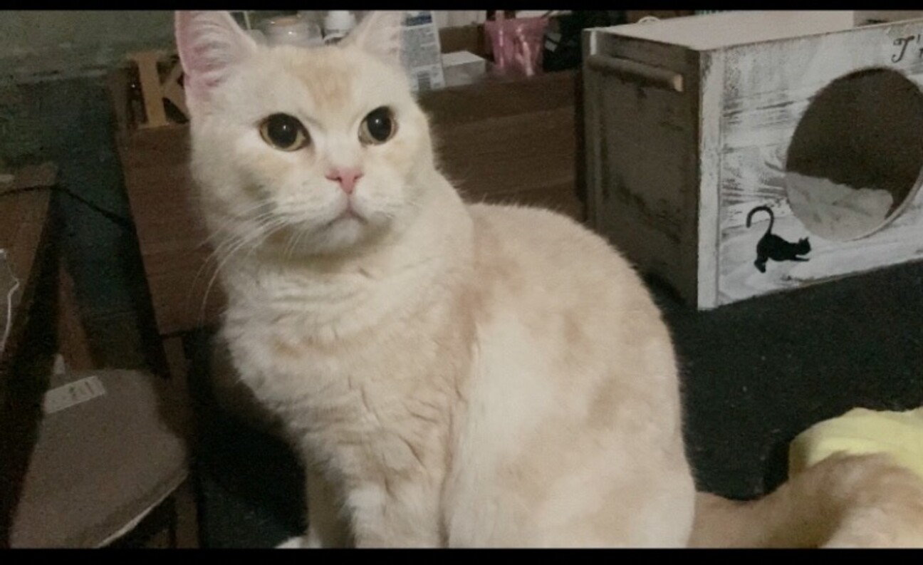 《里親サマ決まりました！》･:*+.レンちゃん サムネイル1