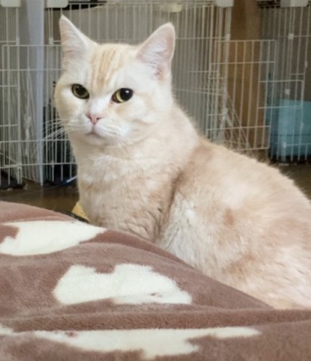 《里親サマ決まりました！》･:*+.レンちゃん サムネイル2