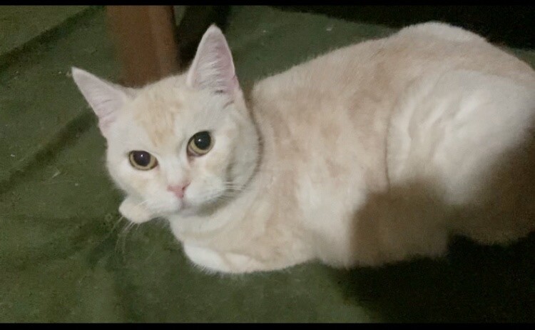 《里親サマ決まりました！》･:*+.レンちゃん サムネイル3