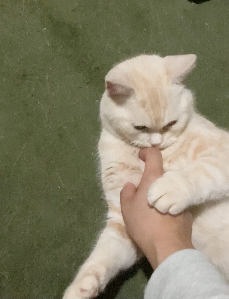 《里親サマ決まりました！》･:*+.レンちゃん サムネイル4