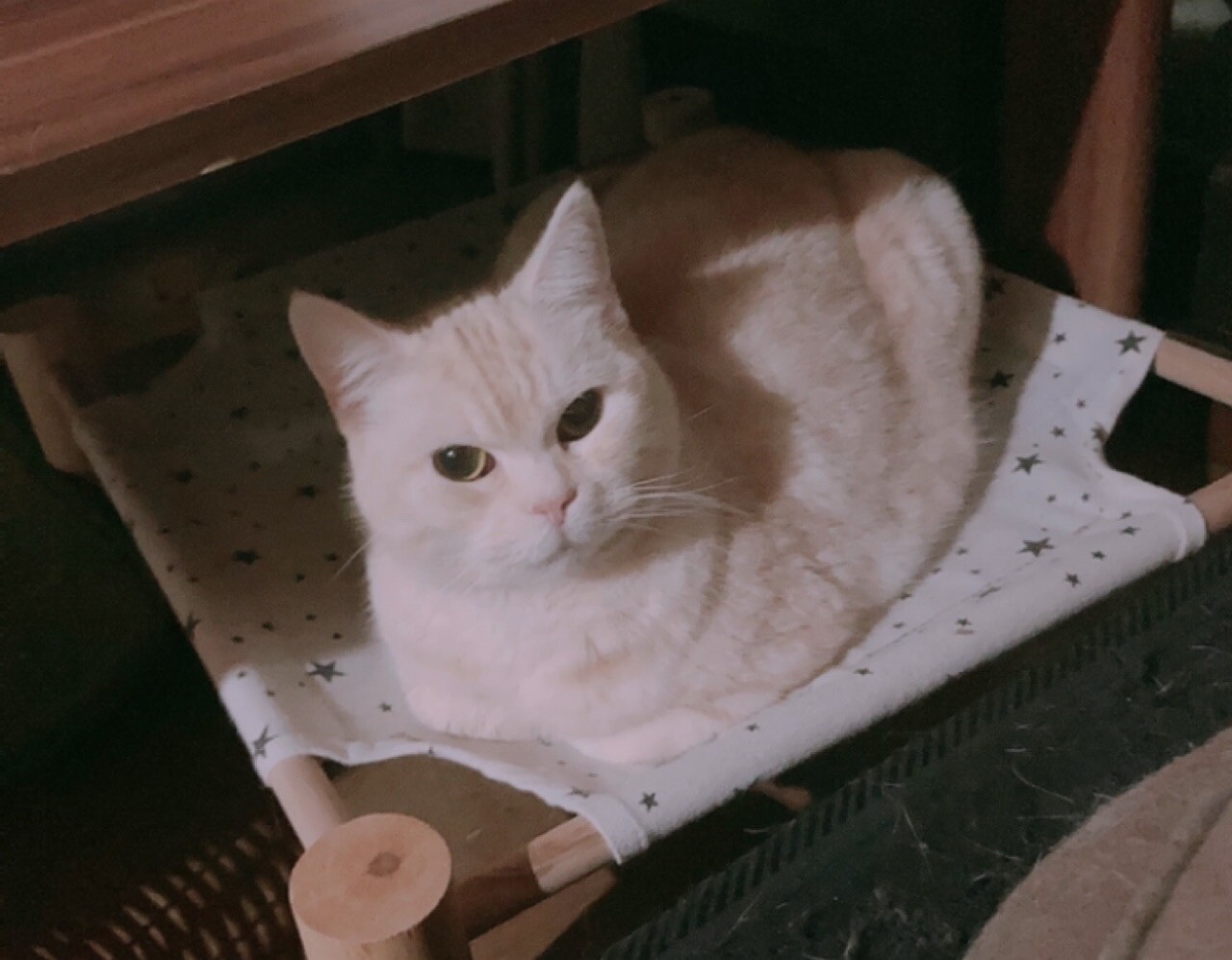 《里親サマ決まりました！》･:*+.レンちゃん サムネイル5