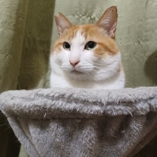 （一時停止）大人しい茶白ハチワレの男の子