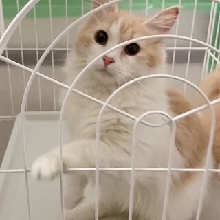 《里親サマ決まりました！》ナッツくん