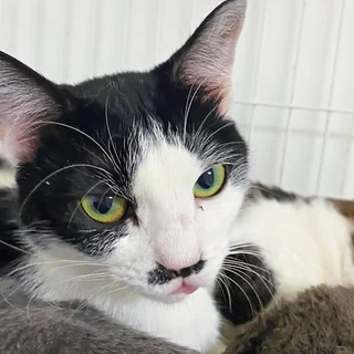 ぶち猫｢ねずこ｣ 19c738