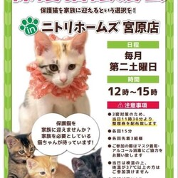 保護猫譲渡会inニトリホームズ宮原店