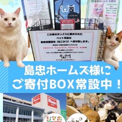 保護猫譲渡会inニトリホームズ宮原店 サムネイル2
