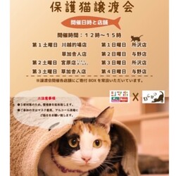 保護猫譲渡会inニトリホームズ宮原店 サムネイル3