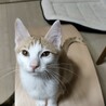 茶白子猫オス サムネイル2