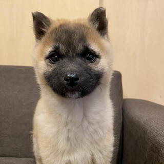 かけっこ大好き生後約2ヶ月「うめ♀」