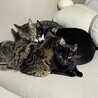 みみむむおめめとまよ