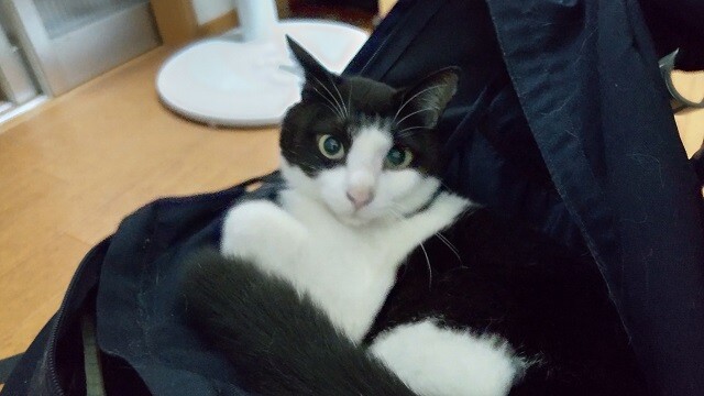 カンロとずっと一緒にいてね 千葉県 猫の里親募集 3947 ペットのおうち 月間利用者150万人