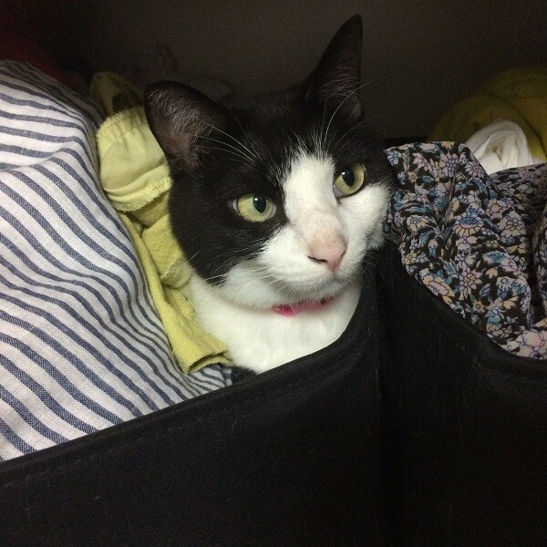 カンロとずっと一緒にいてね 千葉県 猫の里親募集 3947 ペットのおうち 月間利用者150万人