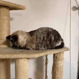 超性格のいい1歳長毛の甘えんぼ