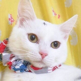 やる気スイッチは頭頂部♡テンくん