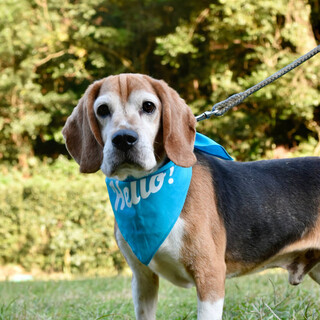 びーゲルのブルー