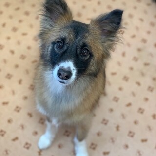 性格が花丸！Mixの男の子、ケイ君