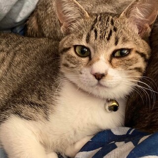 かまってちゃんな美少女　あさみちゃん