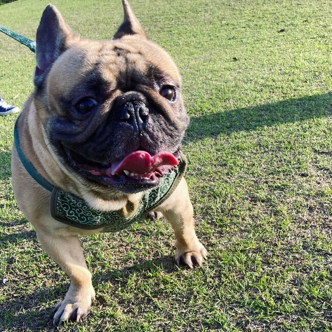 光月おでんのカバー写真