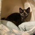 メス３ヶ月のサビ猫ちゃん！