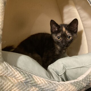 メス３ヶ月のサビ猫ちゃん！