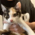 メス３ヶ月の三毛猫ちゃん！