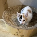 メス３ヶ月の白い三毛猫ちゃん！