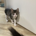 オス３ヶ月のキジシロ君