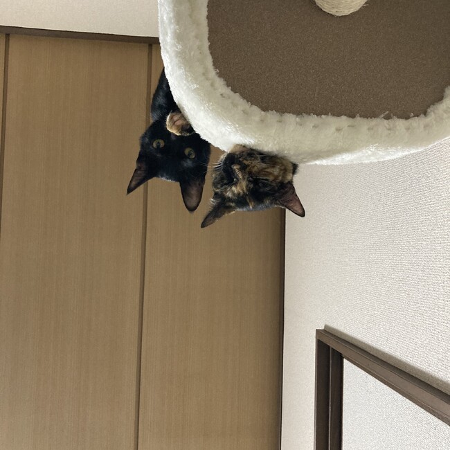 おまつ12085のカバー写真