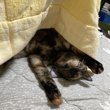 珍しく全力のくつろぎ♡