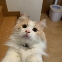 温厚で甘えん坊♡モフモフテディーくん