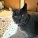 超甘えん坊のしらすちゃん