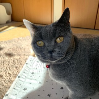 超甘えん坊のしらすちゃん